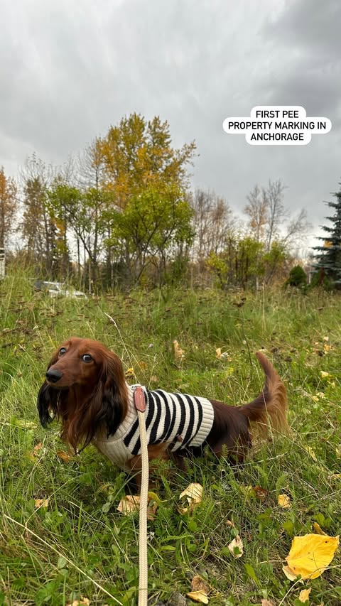 Safari exploring an Anchorage meadow in a black and cream striped sweater