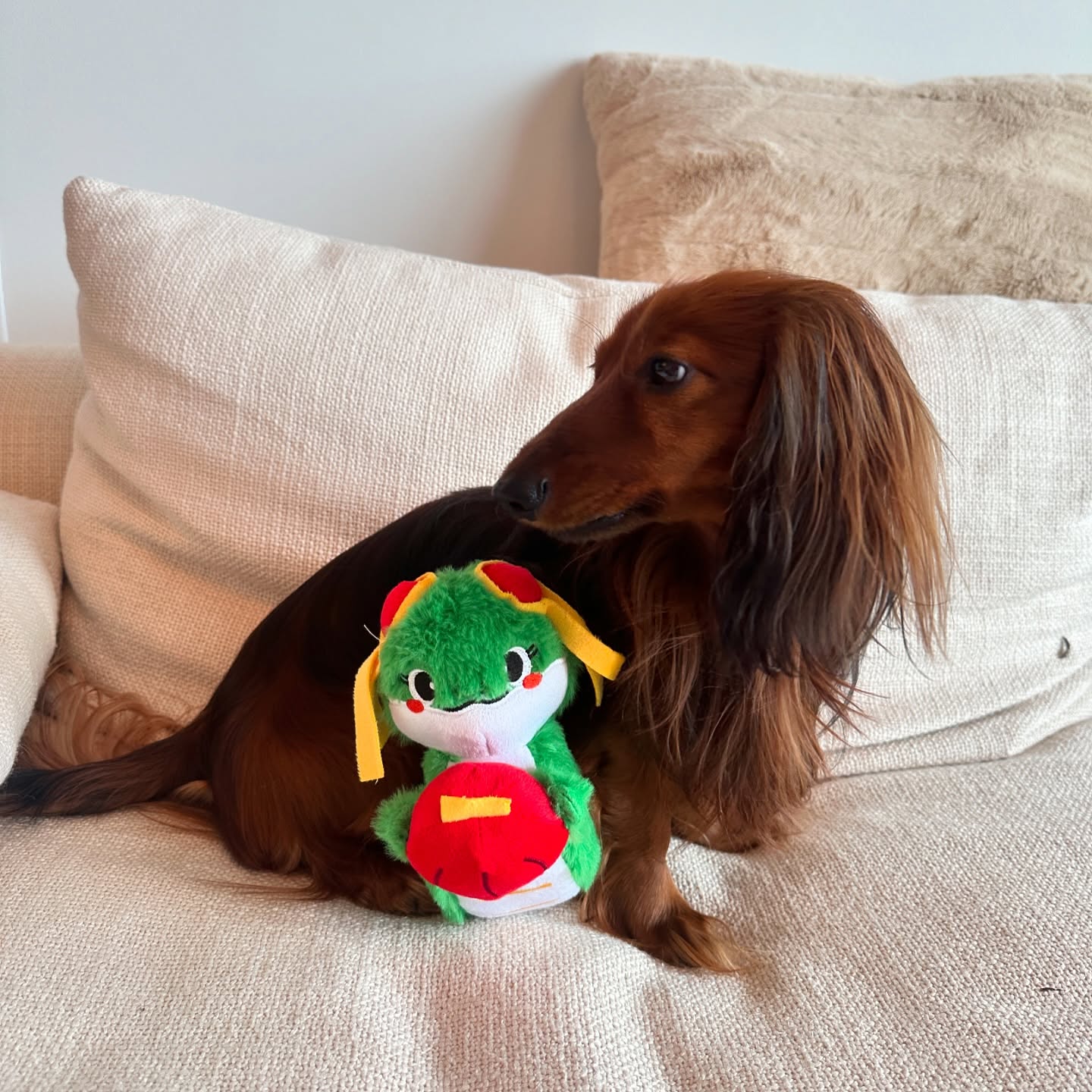 Safari on a cream sofa with his green Lunar New Year snake toy