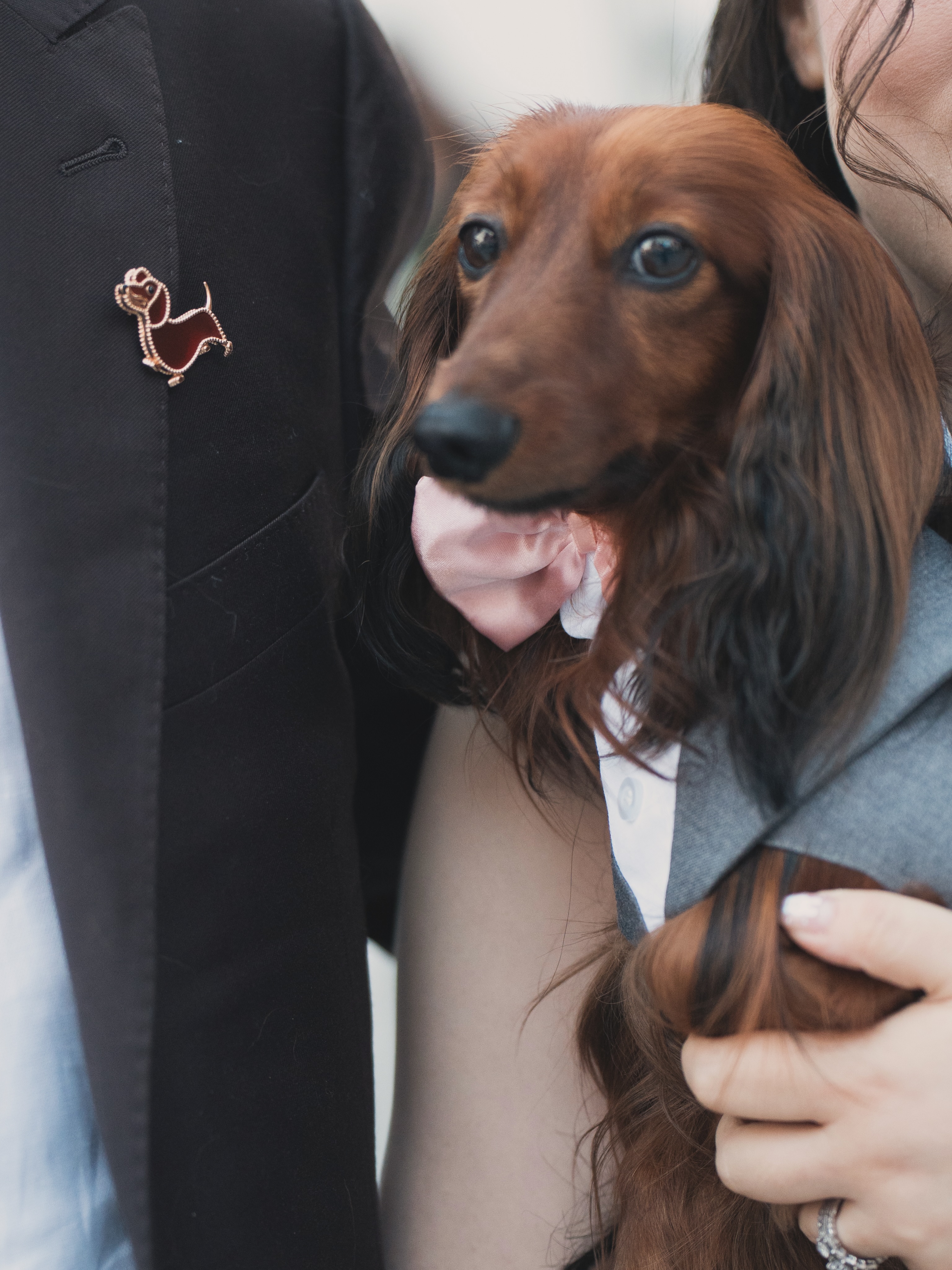 Safari wearing a pink bow tie, nestled in someone’s arms