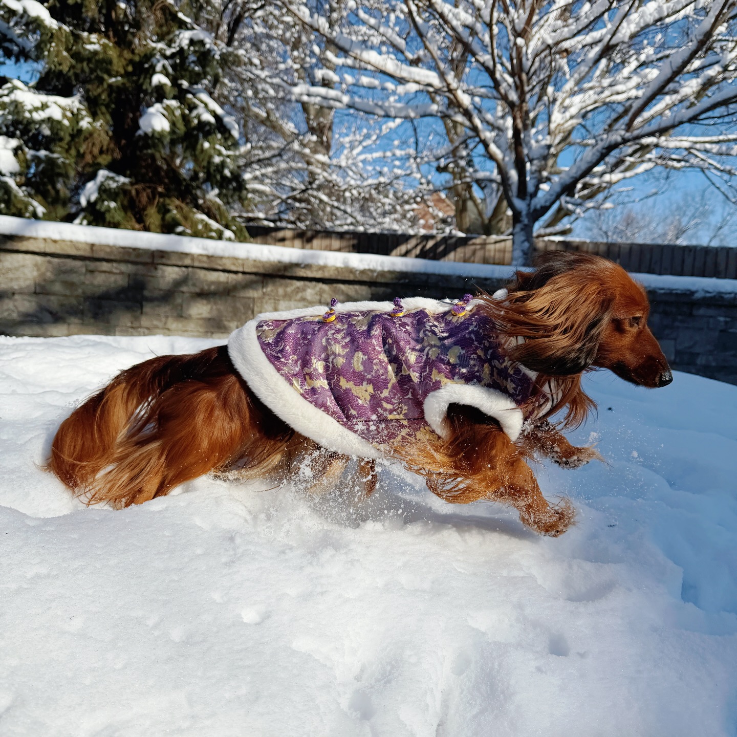 Safari bounding through fresh snow in a purple patterned coat