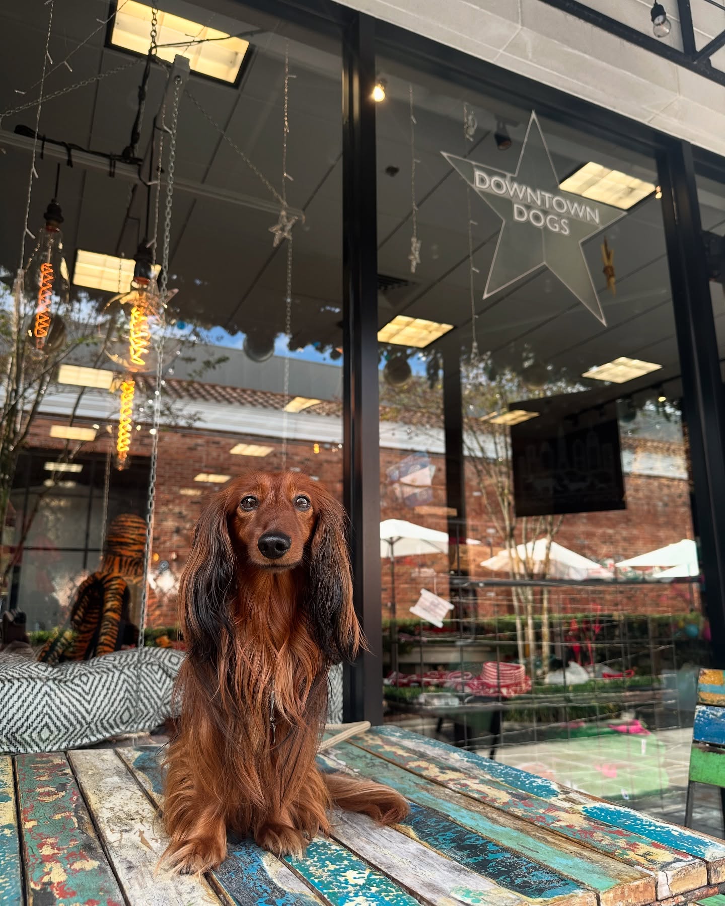 Safari sitting outside Downtown Dogs on a colorful wooden bench