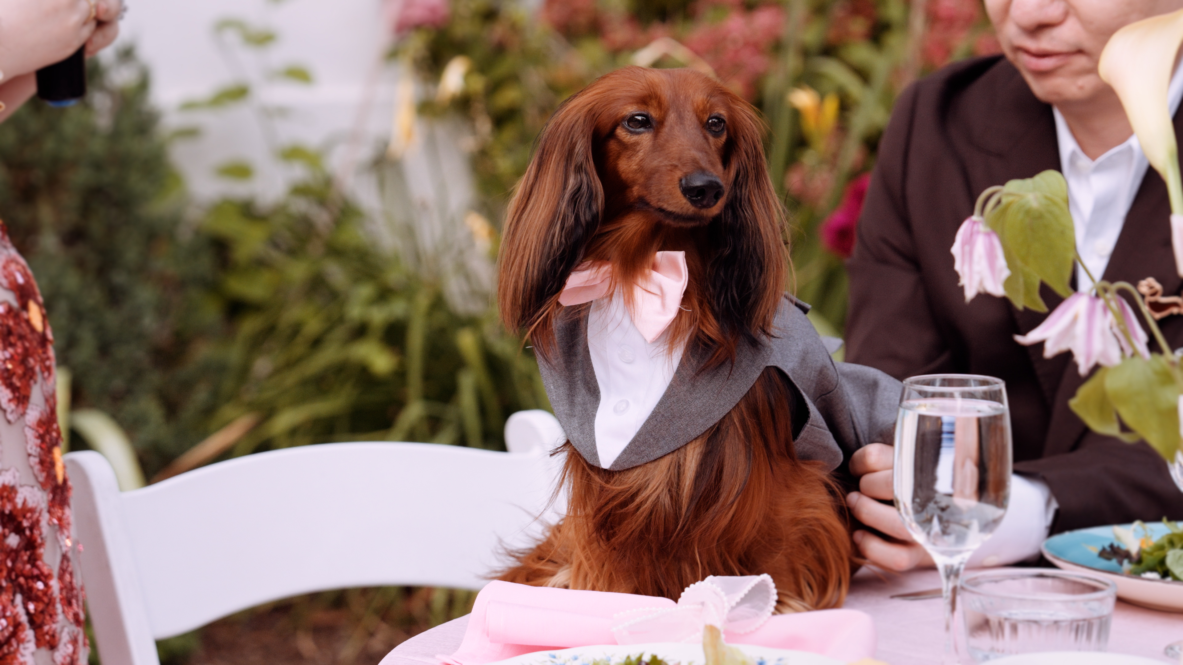 Safari, a longhaired dachshund, wearing a grey suit and pink bow tie at a family wedding