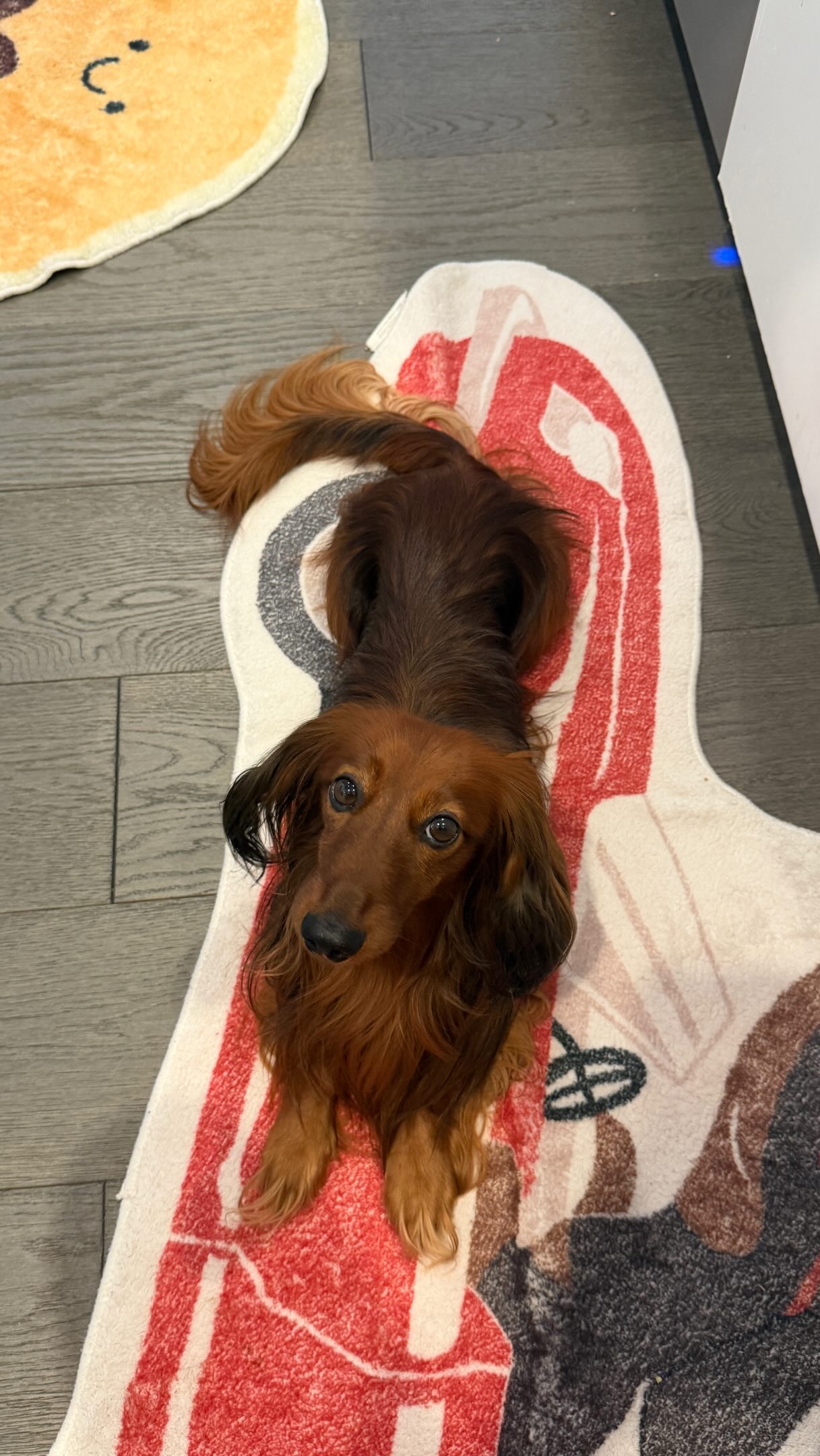 Safari looking up from a playful rug during his Saturday with Dad